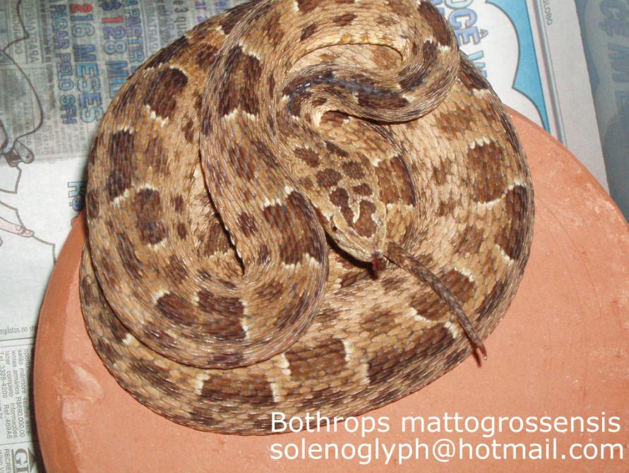 Bothrops mattogrossensis.JPG [116 Kb]